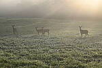 Click to see Y-JG-NIKON-Z5-0314.JPG