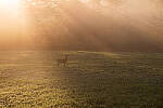 Click to see Y-JG-NIKON-Z5-0316-MOD.JPG