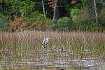 Click to see Y-JG-NIKON-Z5-0421.JPG