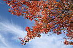 Click to see Y-JG-NIKON-Z5-0640.JPG