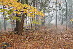 Click to see Y-JG-NIKON-Z5-0720.JPG