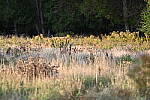 Click to see Y-JG-Z5-NIKON-70-200-0057.JPG