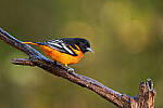 Click to see Y-JG-Z5-NIKON-70-200-0186-MOD.JPG