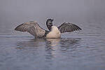 Click to see Y-JG-Z5-NIKON-70-200-0374-MOD.JPG
