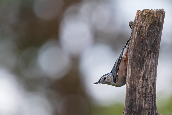 Nikon Z5 Review: Field Test -- Gallery Image