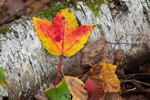 Nikon Z5 Review: Field Test -- Gallery Image