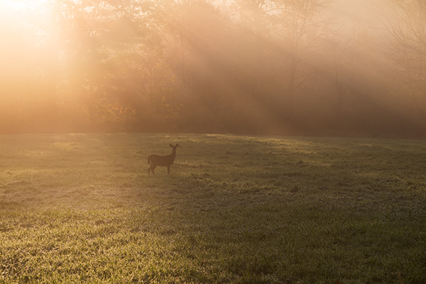 Nikon Z5 Review: Field Test -- Gallery Image