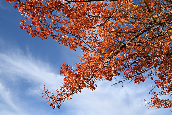 Nikon Z5 Review: Field Test -- Gallery Image