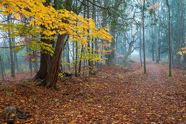 Nikon Z5 Review: Field Test -- Gallery Image