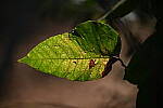 Click to see YH-beta-0335.JPG
