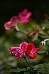 Click to see YH-beta-0338.JPG
