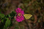 Click to see YH-beta-0344.JPG