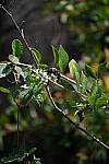 Click to see YH-beta-0349.JPG