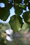 Click to see YH-beta-1400.JPG