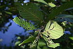 Click to see YH-beta-1402.JPG