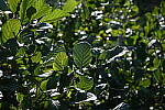 Click to see YH-beta-1433.JPG