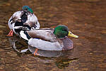 Click to see Y-JG-Z6-II-0171-MOD.JPG