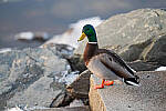 Click to see Y-JG-Z6-II-1742-MOD.JPG