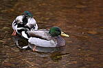 Click to see Y-JG-Z6-II-NIKON-70-200-0171.JPG