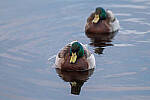 Click to see Y-JG-Z6-II-NIKON-70-200-0179-MOD.JPG