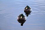 Click to see Y-JG-Z6-II-NIKON-70-200-0179.JPG