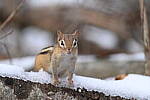 Click to see Y-JG-Z6-II-NIKON-70-200-0696.JPG
