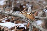 Click to see Y-JG-Z6-II-NIKON-70-200-0697.JPG
