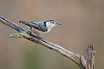 Click to see Y-JG-Z6-II-NIKON-70-200-0770-MOD.JPG