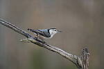 Click to see Y-JG-Z6-II-NIKON-70-200-0770.JPG