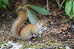Click to see Y-JG-Z6-II-NIKON-70-200-0808.JPG