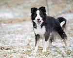 Click to see Y-JG-Z6-II-NIKON-70-200-1153-MOD.JPG
