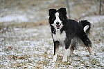 Click to see Y-JG-Z6-II-NIKON-70-200-1153.JPG