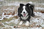 Click to see Y-JG-Z6-II-NIKON-70-200-1204.JPG