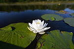 Click to see Y-JG-Z6-II-Z-20MM-0997.JPG