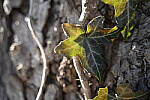 Click to see Y-JG-Z6-II-Z-28-75-0047.JPG