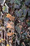 Click to see Y-JG-Z6-II-Z-28-75-0087.JPG