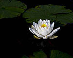 Click to see Y-JG-Z6-II-Z-85MM-0980-MOD.JPG