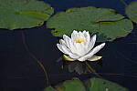 Click to see Y-JG-Z6-II-Z-85MM-0980.JPG