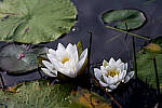 Click to see Y-JG-Z6-II-Z-85MM-0983-MOD.JPG