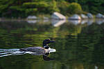 Click to see Y-JG-Z6-II-Z-85MM-1057-MOD.JPG
