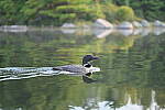 Click to see Y-JG-Z6-II-Z-85MM-1057.JPG