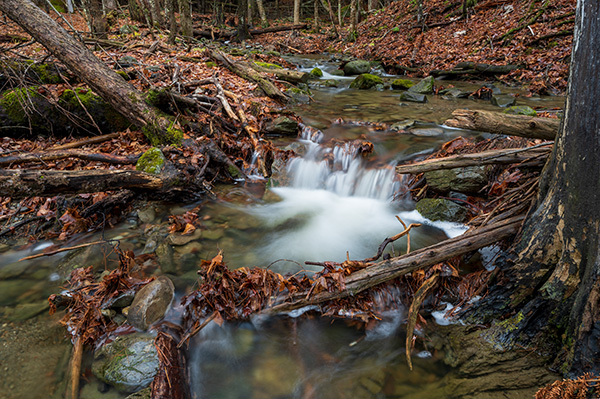 Nikon Z6 II Review: Field Test -- Gallery Image