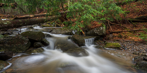 Nikon Z6 II Review: Field Test -- Gallery Image