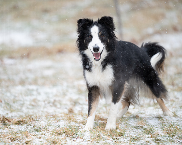 Nikon Z6 II Review: Field Test -- Gallery Image