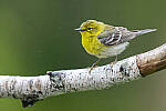 Click to see Y-JG-Z6-0436-MOD.JPG
