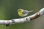 Click to see Y-JG-Z6-0436.JPG
