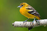 Click to see Y-JG-Z6-0589-MOD.JPG