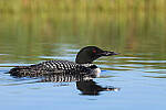 Click to see Y-JG-Z6-1185-MOD.JPG