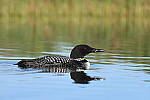 Click to see Y-JG-Z6-1185.JPG
