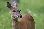 Click to see Y-JG-Z6-1545-MOD.JPG